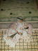 Illuminated Manuscript Antique Page Hand Painted - 2