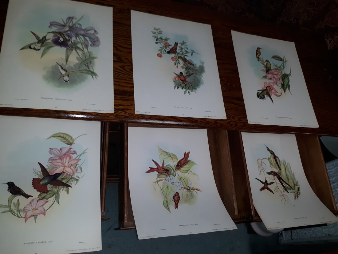 Gould Hummingbird prints by Artistic pictures lot 0f 6: gorgeous prints from artistic picture publishing of John Goulds Hummingbird, Agleactis pamela, diphogena iris ,Cometes Phaon,Chrysobronchus Virescens,Helianthea EOS., Thaumatias Chionurus 11" x 14" al