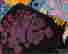 item-97500232=4
