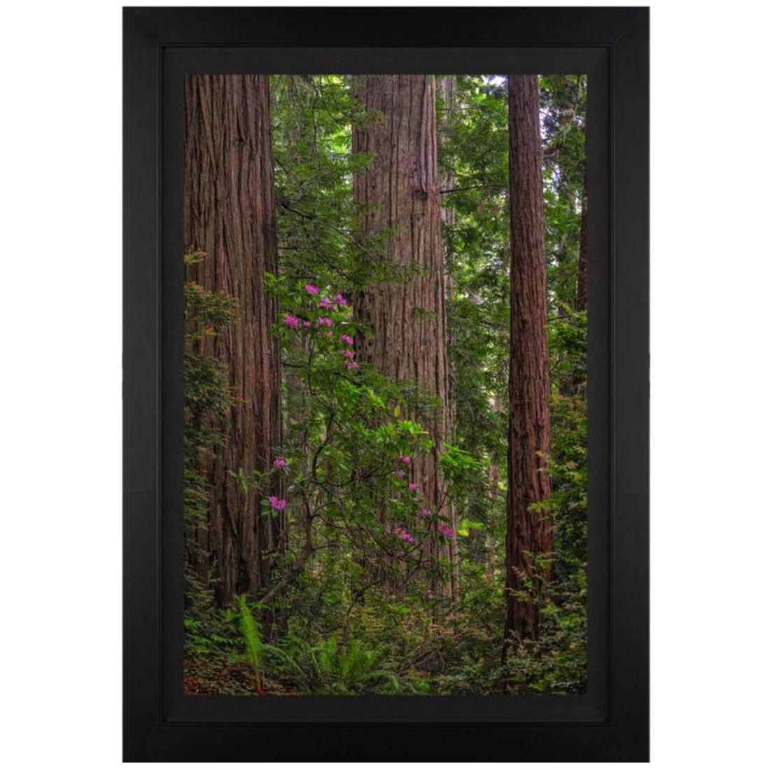 Jongas, "Redwoods" Framed Limited Edition on Canvas, Numbered and Hand Signed with Letter of: Redwoods is a limited edition giclee on canvas by photographer Jongas, numbered and hand signed by the artist. The piece comes custom framed and includes Letter of Authenticity. Measures approximately