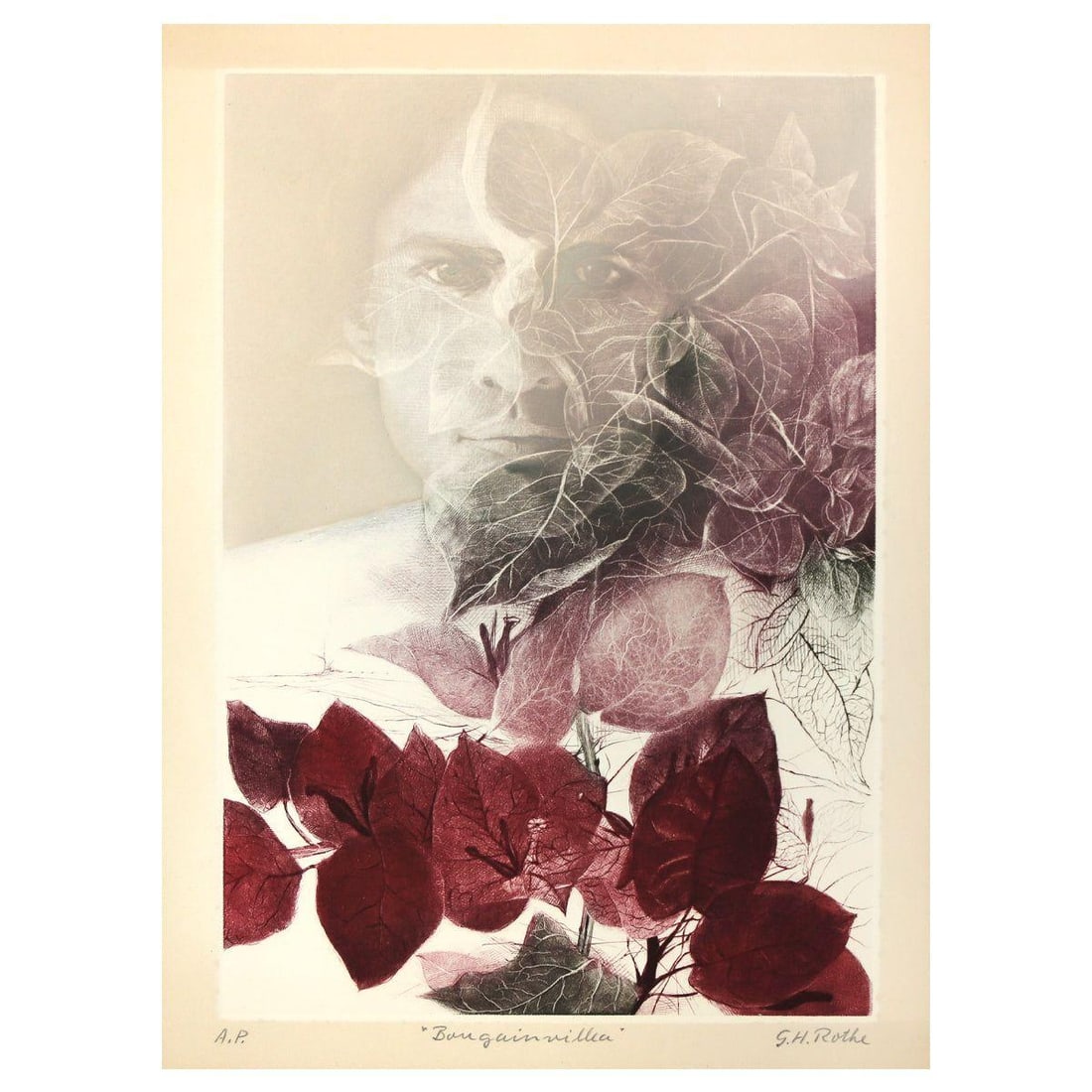 G.H Rothe- Mezzotint Etching "Bougainvillea" (1 of 4)