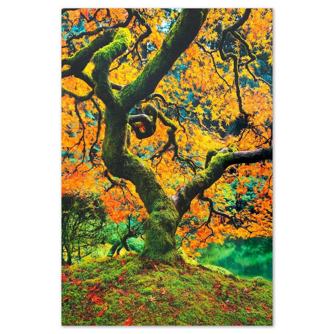 Peter Lik- Limited Edition Photograph "Tree of Beauty" (1 of 4)