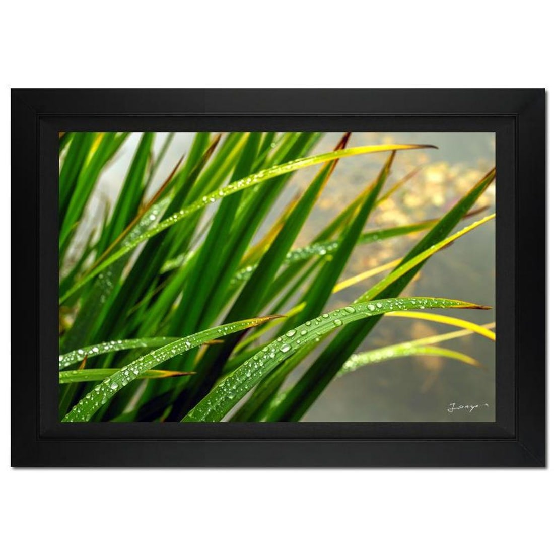 Jongas, "Morning Splash" Framed Limited Edition Photograph on Canvas, Numbered and Hand Signed with (1 of 1)