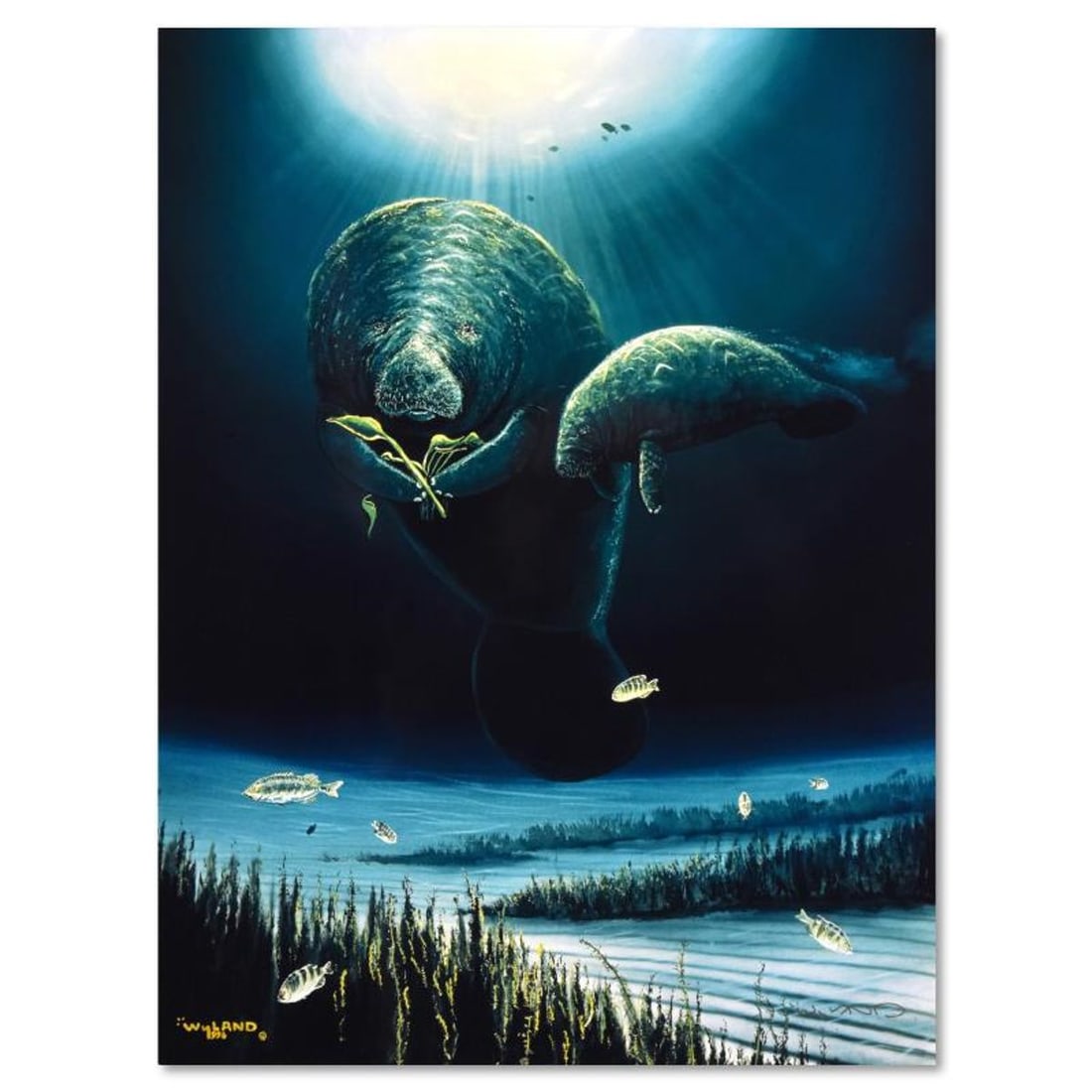 Wyland, "Save the Manatees" Limited Edition Cibachrome, Numbered and Hand Signed with Certificate of: Save the Manatees is a limited edition cibachrome, numbered and hand signed by Wyland. Includes Certificate of Authenticity and measures approximately 18" x 24" (image). Due to the nature of these pie