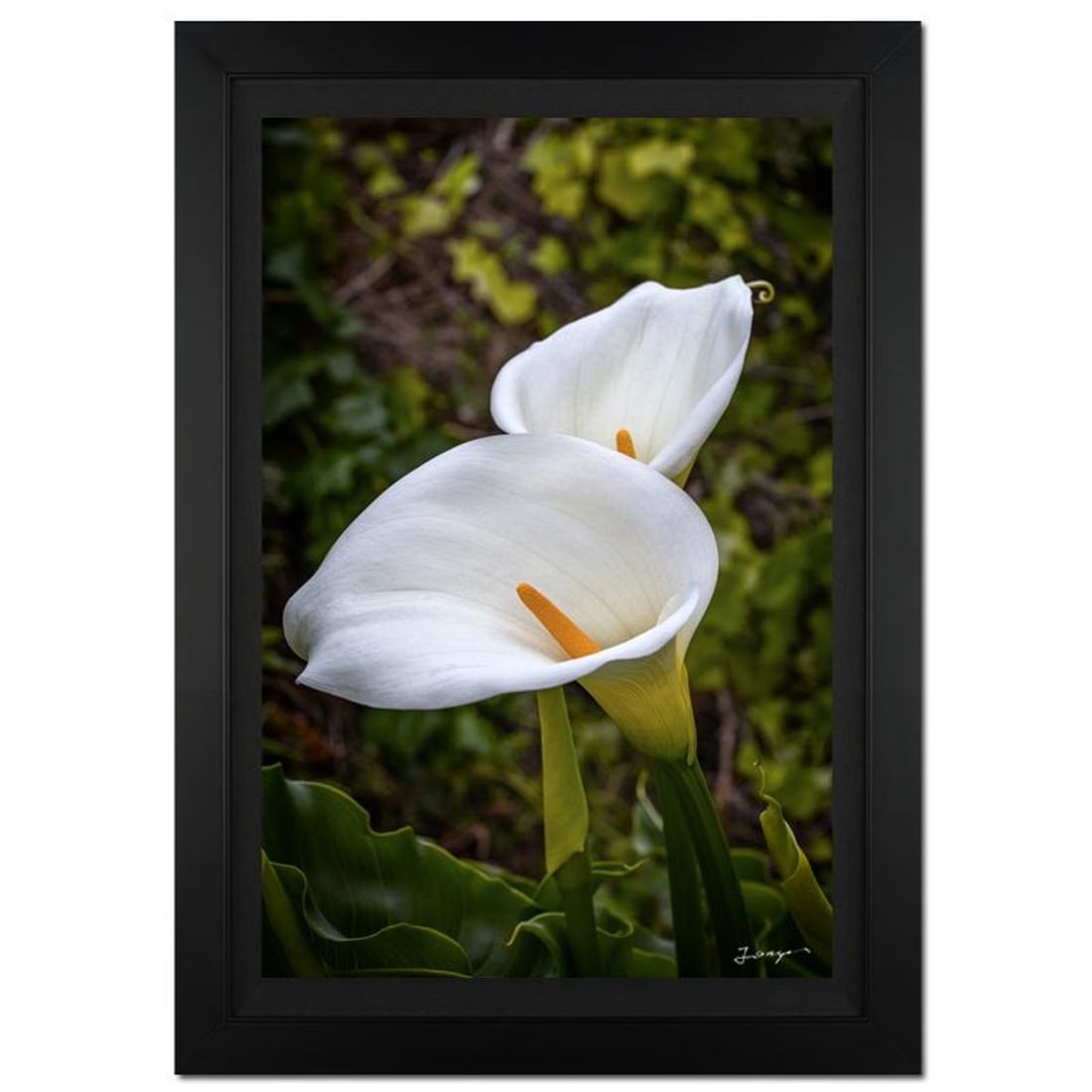 Jongas, "Perfect Union" Framed Limited Edition Photograph on Canvas, Numbered and Hand Signed with