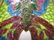 LARGE CLOISONNE ENAMEL BUTTERFLY - 5