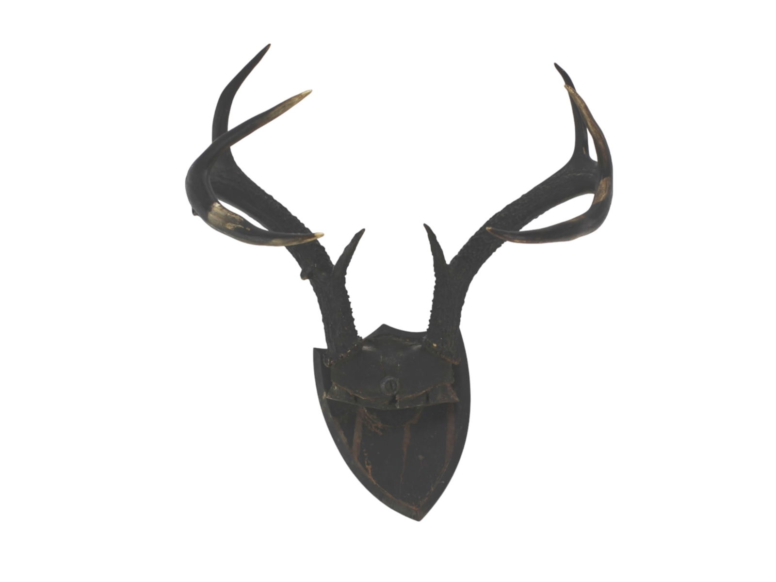 Faux Deer Antler Wall Trophy (1 of 3)