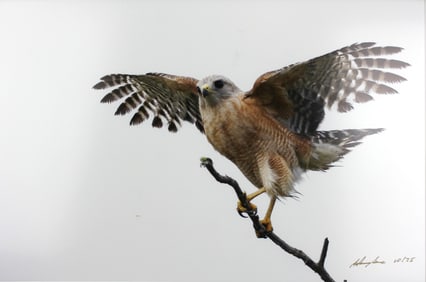 ADAMS SERRA, SIGNED BIRD PHOTOGRAPGHY