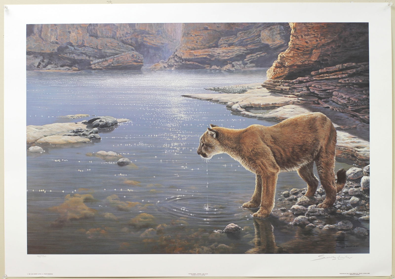 Signed Canyon Creek Cougar Print by Seerey-Lester (1 of 4)