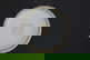 item-210161317=7