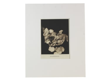Signed black/white photograph by Josephine Sacabo