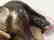 FABERGE - Russian Imperial GOLD & Silver Elephant - 10