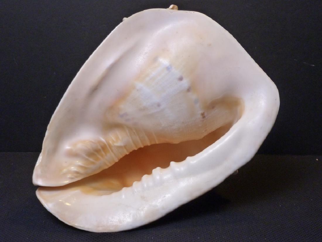 Large Conch Shell: Approx. 8 h x 10 w x 14 d inches.