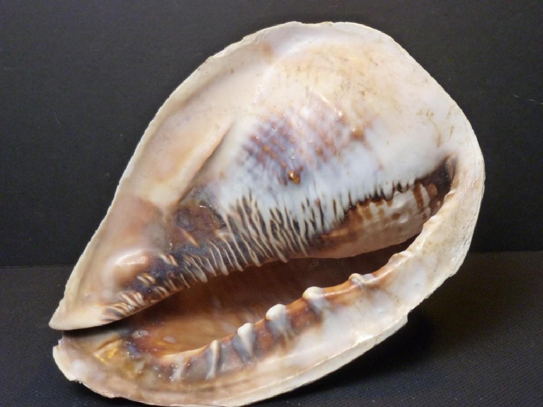 Large Conch Shell: Approx. 9 h x 10 w x 10 d inches.