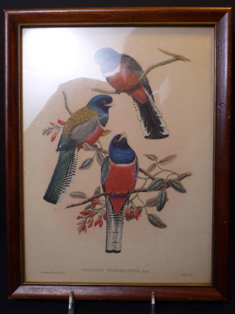 Trogun Variegatus, Spix. Lithograph: Lithograph by J. Gould & W. Hart. 13 h x 10 w inches.