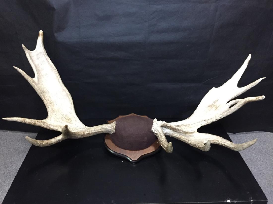 Moose Antlers Large Mount: 48w inches across top tip to tip. 24l top to bottom of tips. #TaxidermyMooseAntleMount