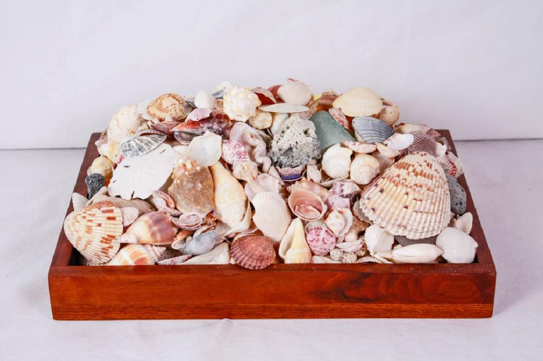 Tray of Seashells & Sea Glass: Tray 16w x 12d inches. Approx. 15 pounds in tray. #Seashells #SeaGlass