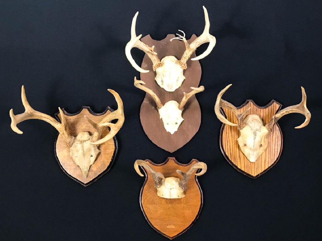 Set of 4 Deer Antlers: 10h x 13.5w to 16h x 11.5w inches. #DeerAntlers