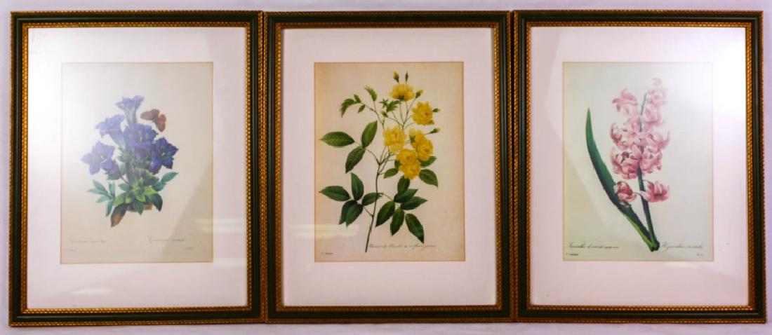 P.J. Redoute, Set of 3 Botanical Prints (1 of 12)
