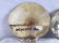 Painted Scallop Shells Digby, Nova Scotia 1927 - 2