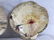 Painted Scallop Shells Digby, Nova Scotia 1927 - 4