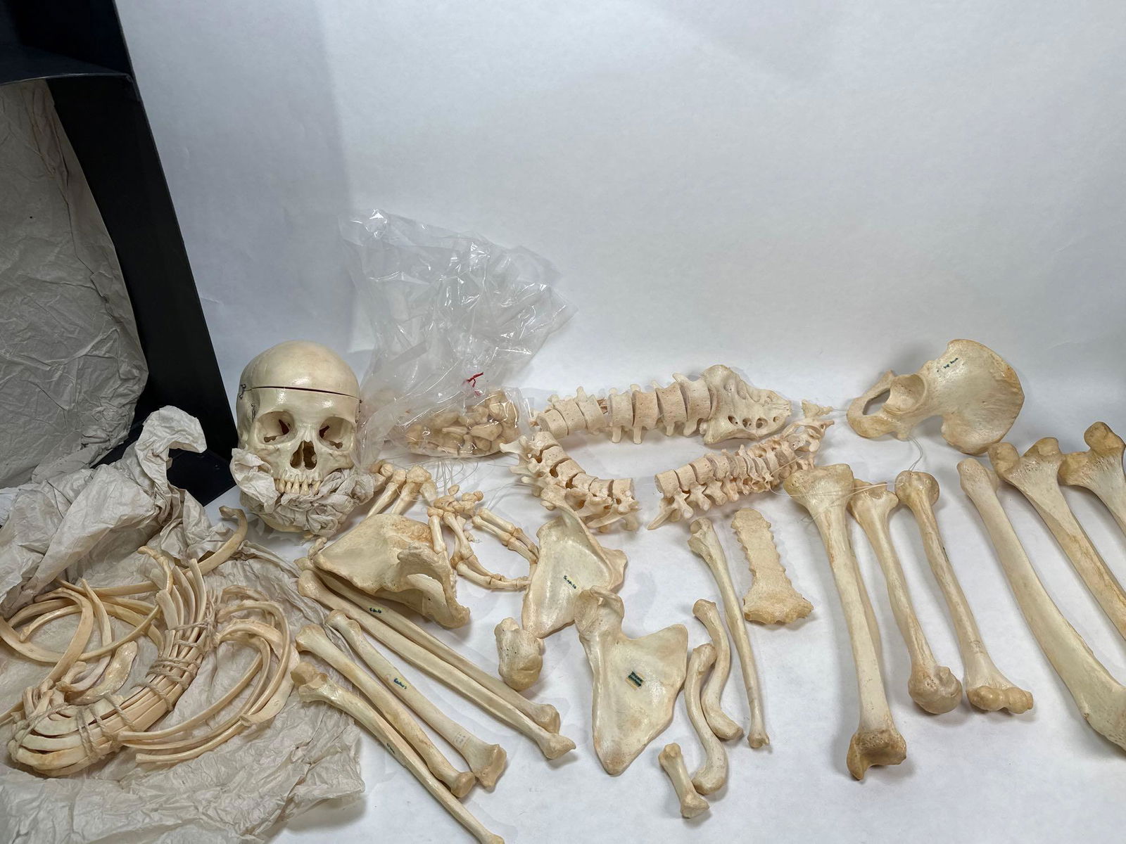 Vintage skull model anatomy Human education kit of mixed bones. (1 of 7)