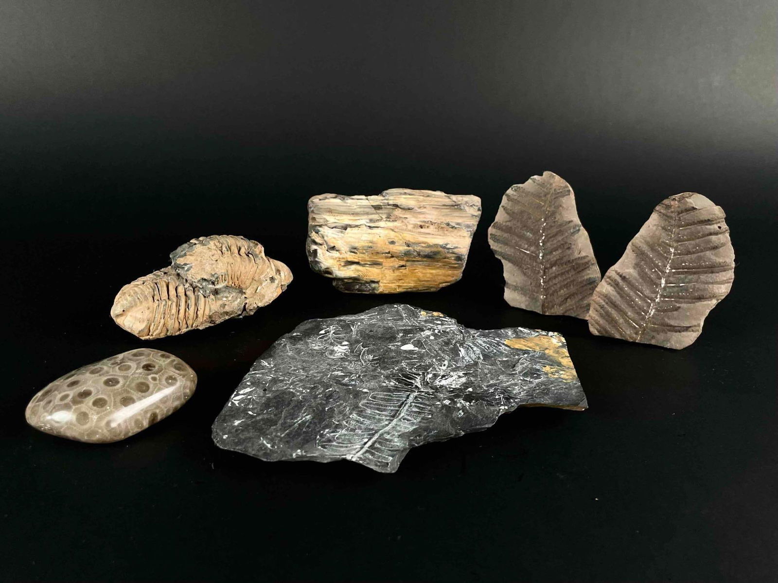 Assortment of Fern Fossils and Stone (Fern Fossils, Petrified Wood, Trilobite, Petosky Stone): Assortment of fossils and one stone. Includes 1 Petosky Stone, 1 Trilobite, 1 fragment of Petrified Wood, 2 small Fern fossils, and 1 large Fern fossil slab. From the home of John Jacobs, a prominent
