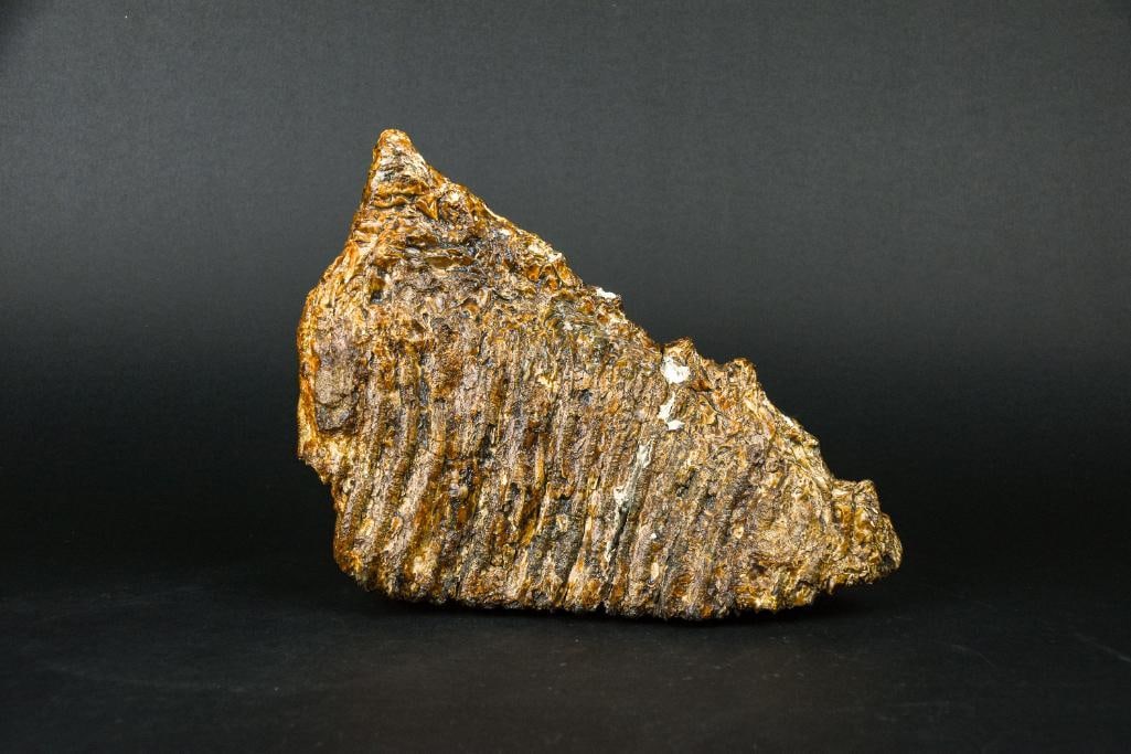 Fossilized Mammoth Tooth (North Sea): Wooly Mammoth tooth fossil. Tooth has been polished and is in good condition. Found in the North Sea. From the home of John Jacobs, a prominent collector in Michigan. Please see photos for additional