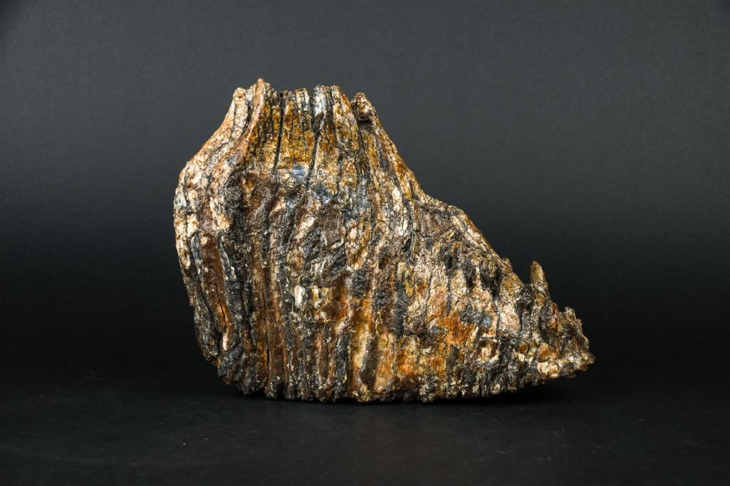 Prehistoric Fossilized Mammoth Tooth (North Sea): Wooly Mammoth tooth fossil found in the North Sea by a fisherman. Fossil is 30,000-50,000 years old. From the home of John Jacobs, a prominent collector in Michigan. Tooth is polished and in good cond