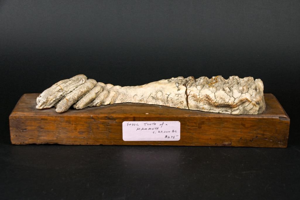 Wooly Mammoth Tooth Fossil on Base (C. 20,000 BC): Wooly Mammoth Tooth Fossil on wood base. C. 20,000 BC. From the home of John Jacobs, a prominent collector in Michigan. Please see photos for additional details. Dimensions: 13.25" x 3" x 3.5