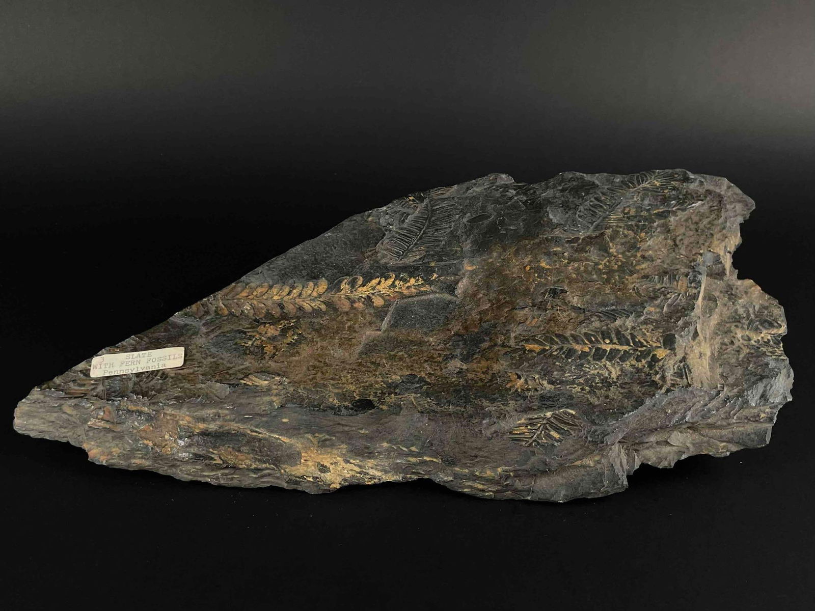 Slate with Fern Fossils (Pennsylvania): Slate with Fern Fossils from Pennsylvania. From the home of John Jacobs, a prominent collector in Michigan. In excellent condition with natural signs of age on surface. Please see photos for additiona