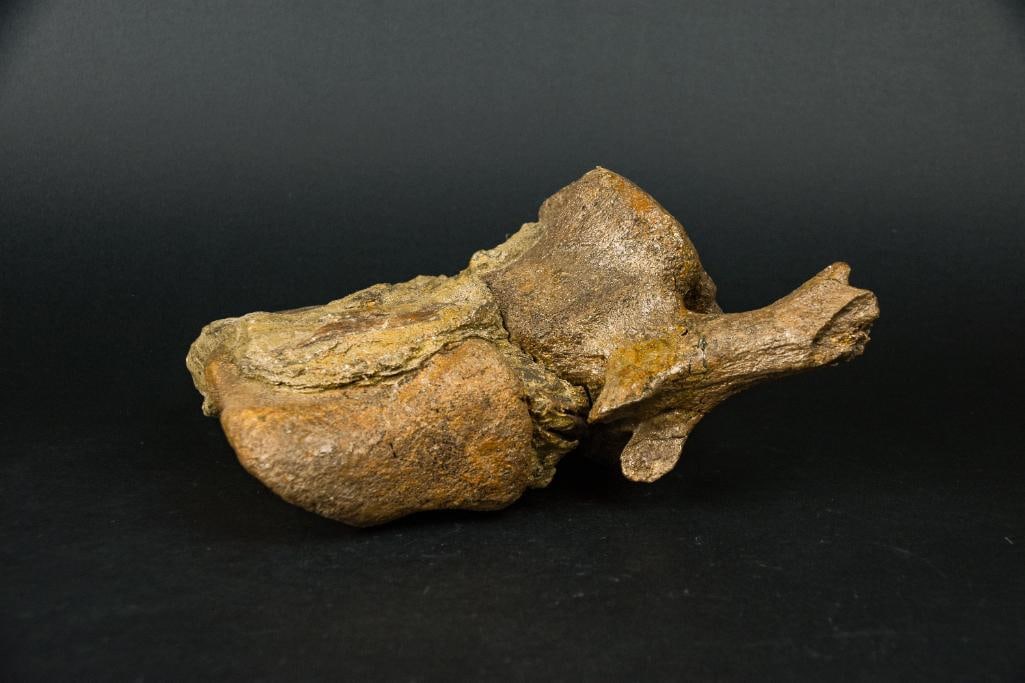 Prehistoric Fossilized Wooly Mammoth Vertebrae: Prehistoric fossilized vertebrae from a Wooly Mammoth. From the home of John Jacobs, a prominent collector in Michigan. Please see photos for additional details. Dimensions: 9.75" x 6" x 4.75&