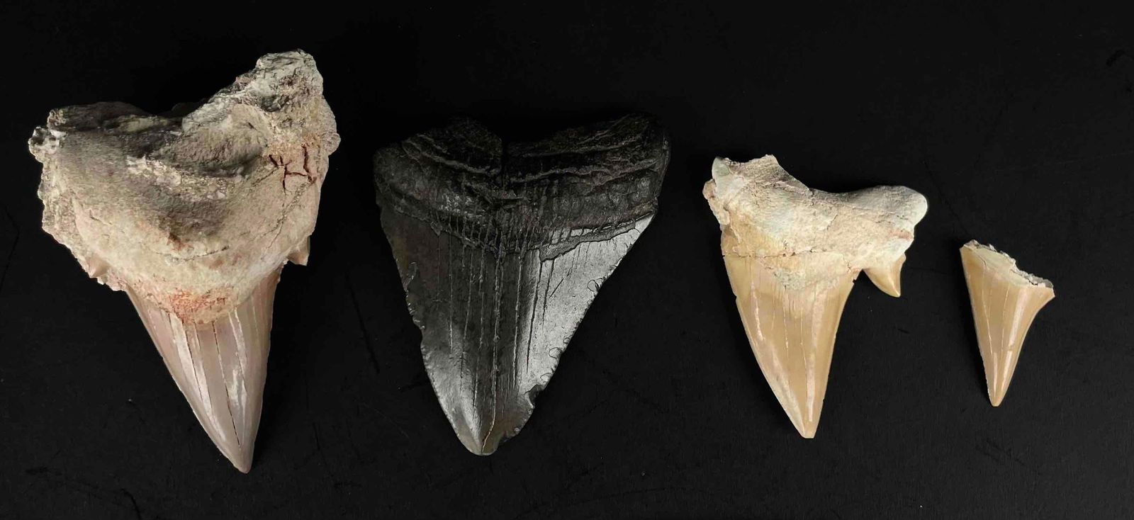 Collection of Megalodon Teeth: Lot of 4 megladon teeth fossils of various sizes. Please see photos for condition report. From the home of John Jacobs, a prominent collector in Michigan. Weight: 0.4 lbs Please note all lots show s