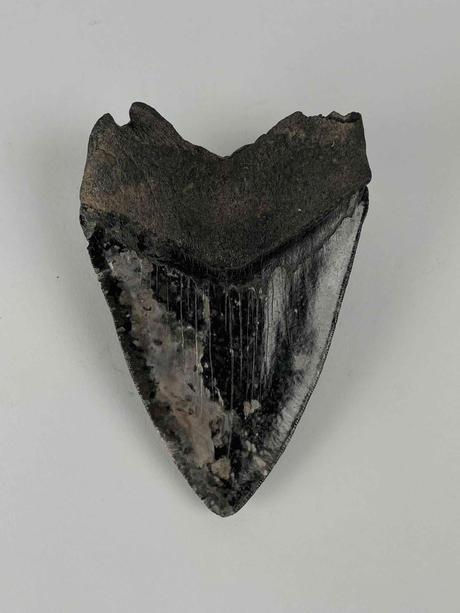 Carcharocles Megalodon Fossil Shark Tooth: Carcharocles Megalodon Fossil Shark Tooth. Paper states that tooth was found in New Caldonia and is approximately 1 to 3 million years old. Please see photos for condition report. From the home of Joh