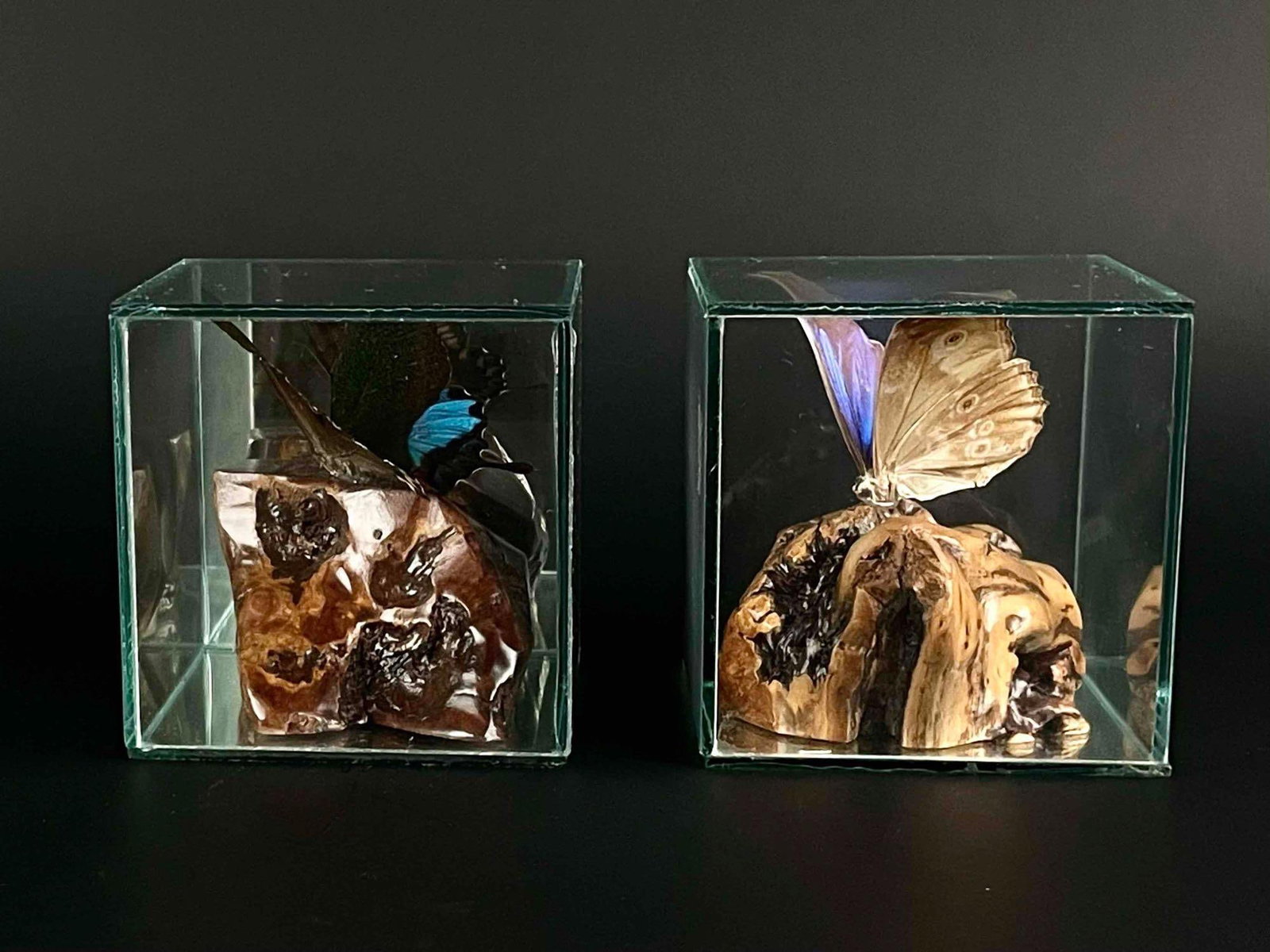 Pair of Butterfly Specimen Boxes (Paris Peacock, Godart's Morpho): Encased Paris Peacock and Godart's Morpho Butterflies. Butterflies rest on a burl wood platform. From the home of John Jacobs, a prominent collector in Michigan. In excellent condition. Please see