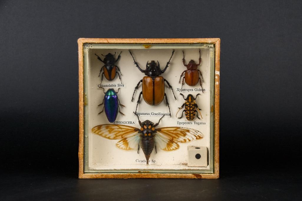 Entomology Shadow Box: Entomology shadow box with various insects. Insects are encased in a wood box and labeled. From the home of John Jacobs, a prominent collector in Michigan. In good condition. Please see photos for add