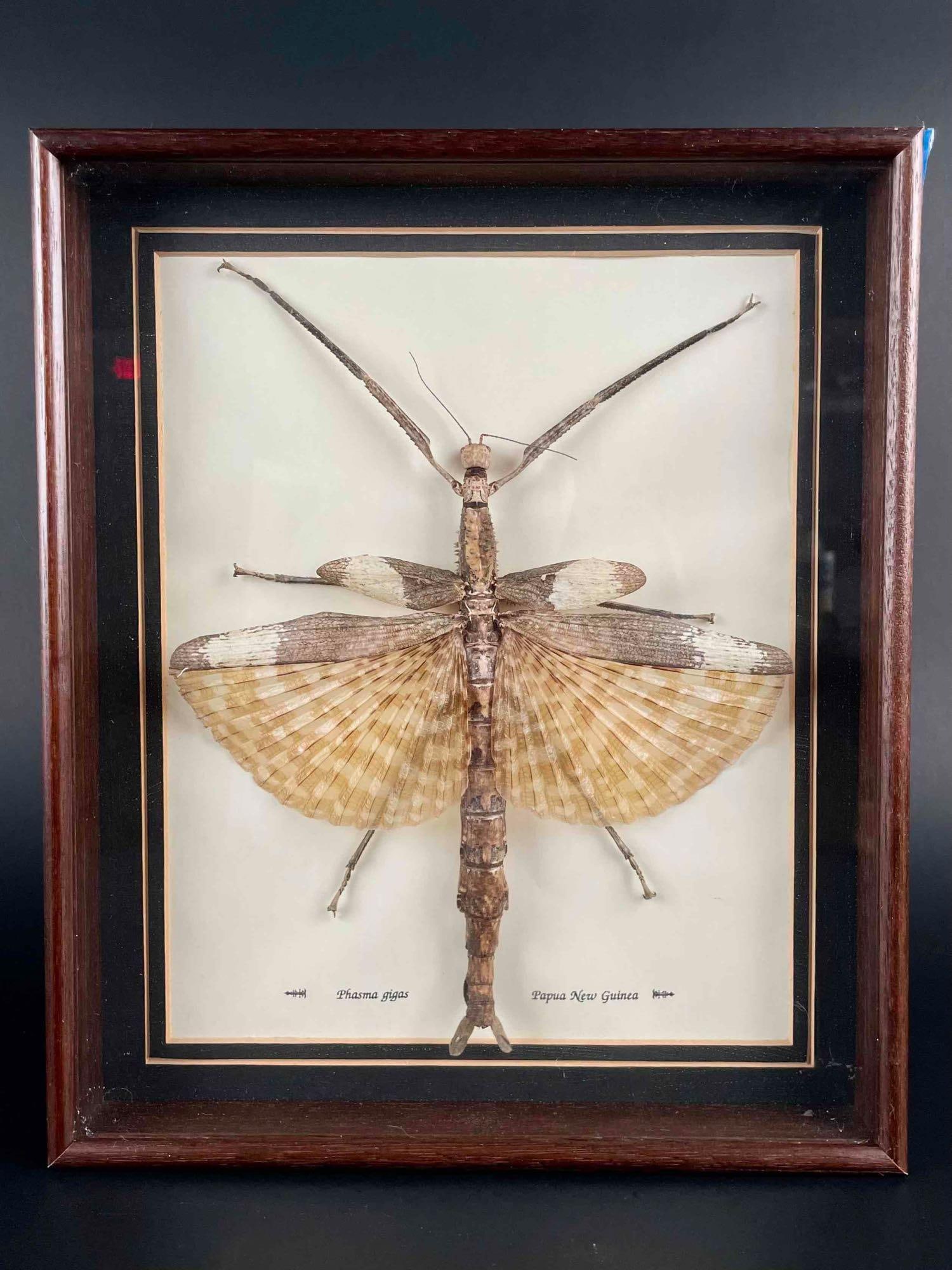 "Phasma Gigas" Entomology Specimen Box (Papau New Guinea): Entomology specimen box featuring a Phasma Gigas from Papau New Guinea. Encased in a wood shadowbox. From the home of John Jacobs, a prominent collector in Michigan. Please see photos for additional d