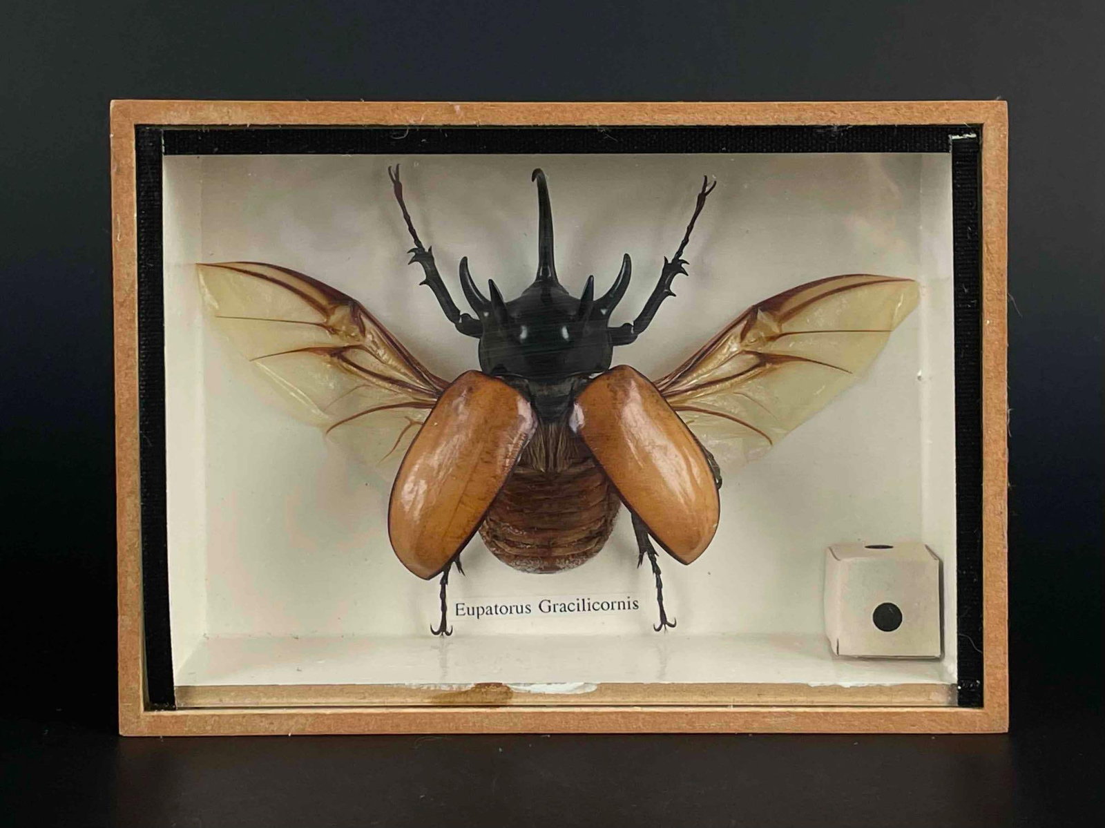 Eupatorus Gracilicornis Entomology Shadow Box (Five-Horned Rhinoceros Beetle): Entomology shadow box featuring a Eupatorus Gracilicornis, also known as a Five-Horned Rhinoceros Beetle. Encased in a wood frame. From the home of John Jacobs, a prominent collector in Michigan. In e