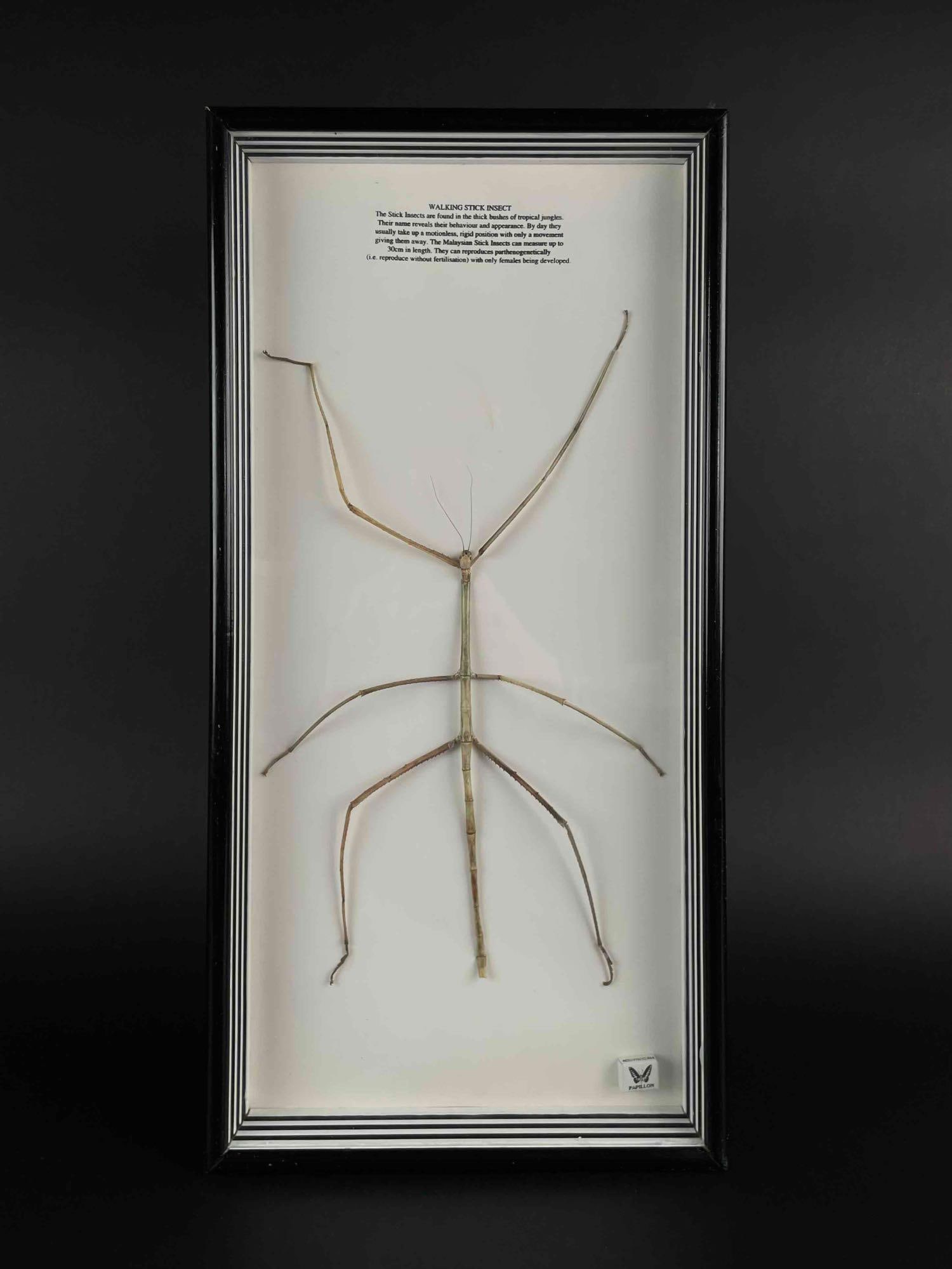 Walking Stick Insect Entomology Shadow Box: Entomology shadow box encasing a Walking Stick Insect. Tag states "Papillon Preservations" in lower right corner. From the home of John Jacobs, a prominent collector in Michigan. In excellent 