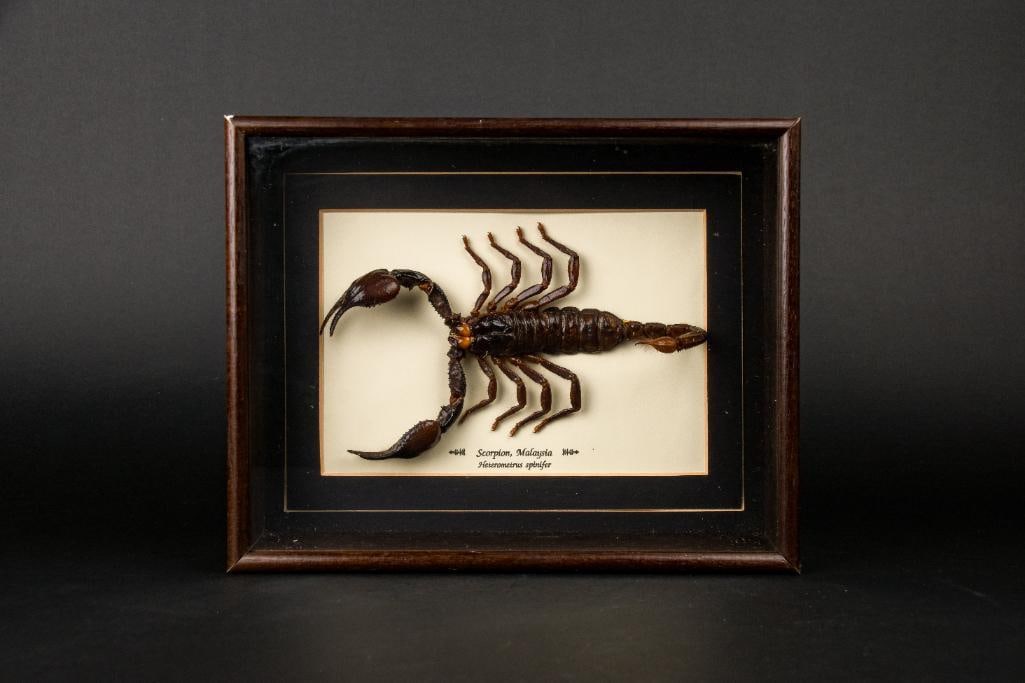 Shadow Box with Malaysian Scorpion: Shadow box encasing a Scorpion from Malaysia. Labeled as Heterometrus Spinifer. From the home of John Jacobs, a prominent collector in Michigan. In excellent condition. Please see photos for additiona