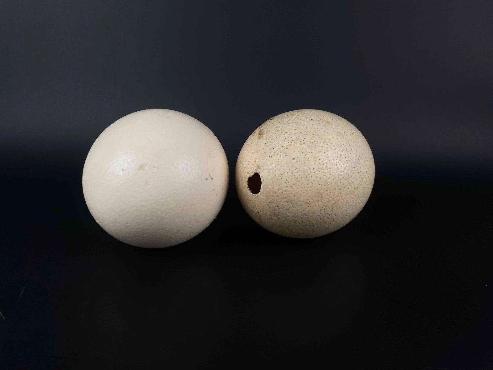 Pair of Large Ostrich Egg Shells TAXIDERMY: Pair of Ostrich egg shells. In good condition with natural markings on the surface. One egg has a hole on each end, the other only has one. Please see photos for additional details. From the home of J