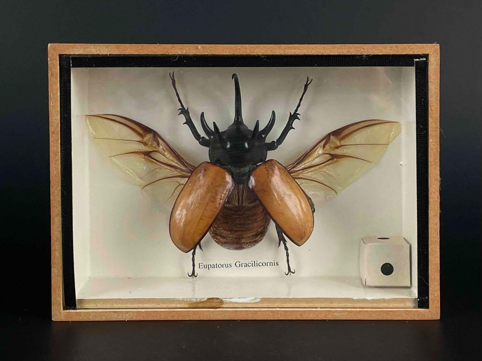 Eupatorus Gracilicornis Entomology Shadow Box (Five-Horned Rhinoceros Beetle) (1 of 6)
