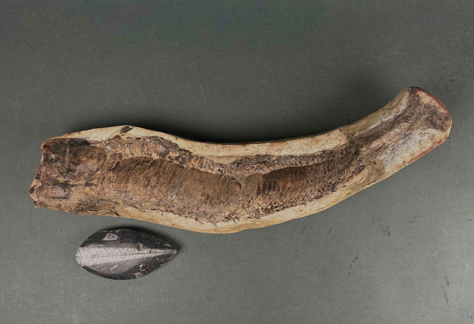 Fine Quality Fish Fossils with Scales (1 of 9)