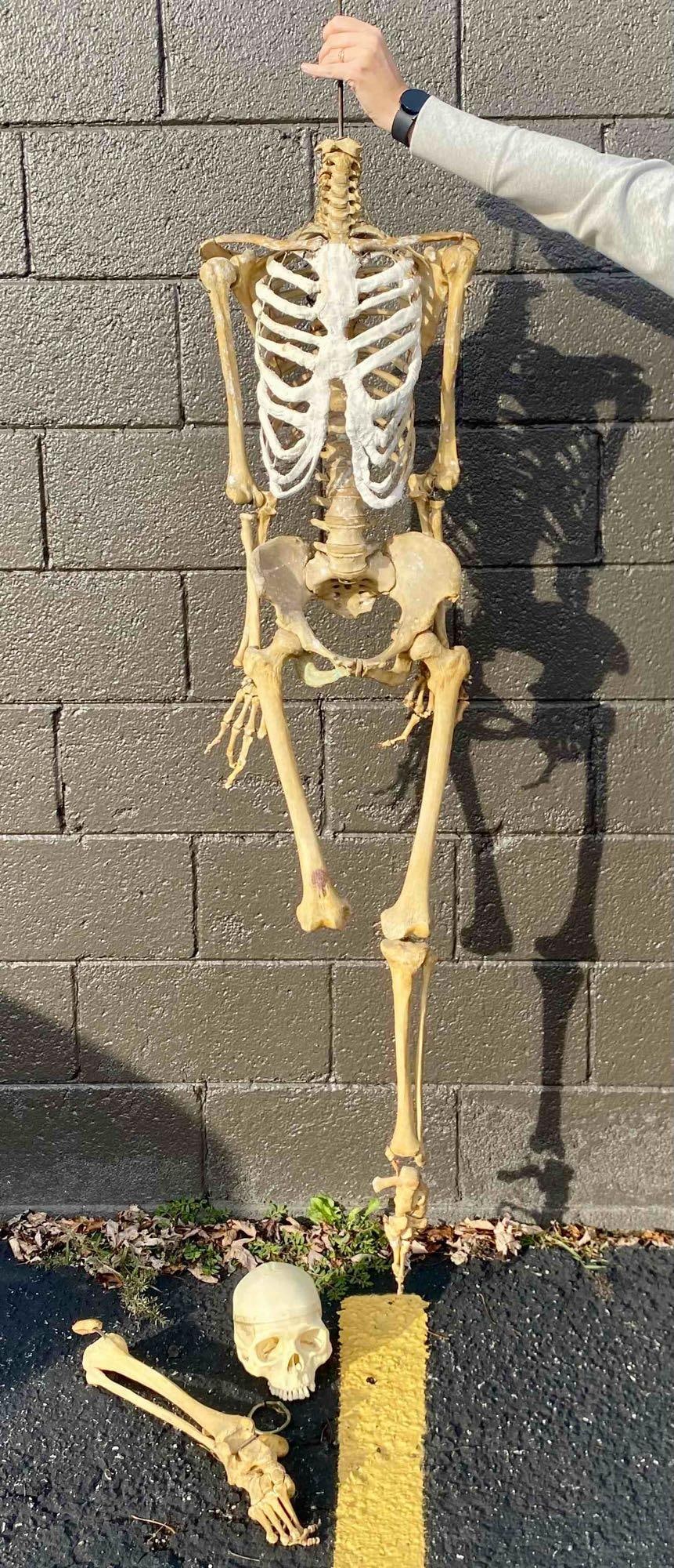 Fully Articulated Human Skeleton Without Skull (Medical Speciman) (1 of 14)