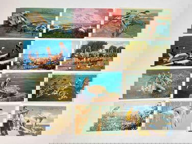 52 Mid Twentieth Century Bird Photo Post Cards (Flamingos, Pelicans, Seagulls, Etc.)