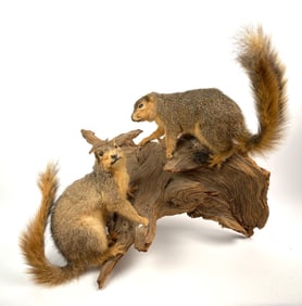 Taxidermy Display of Two Squirrels on Natural Driftwood Base