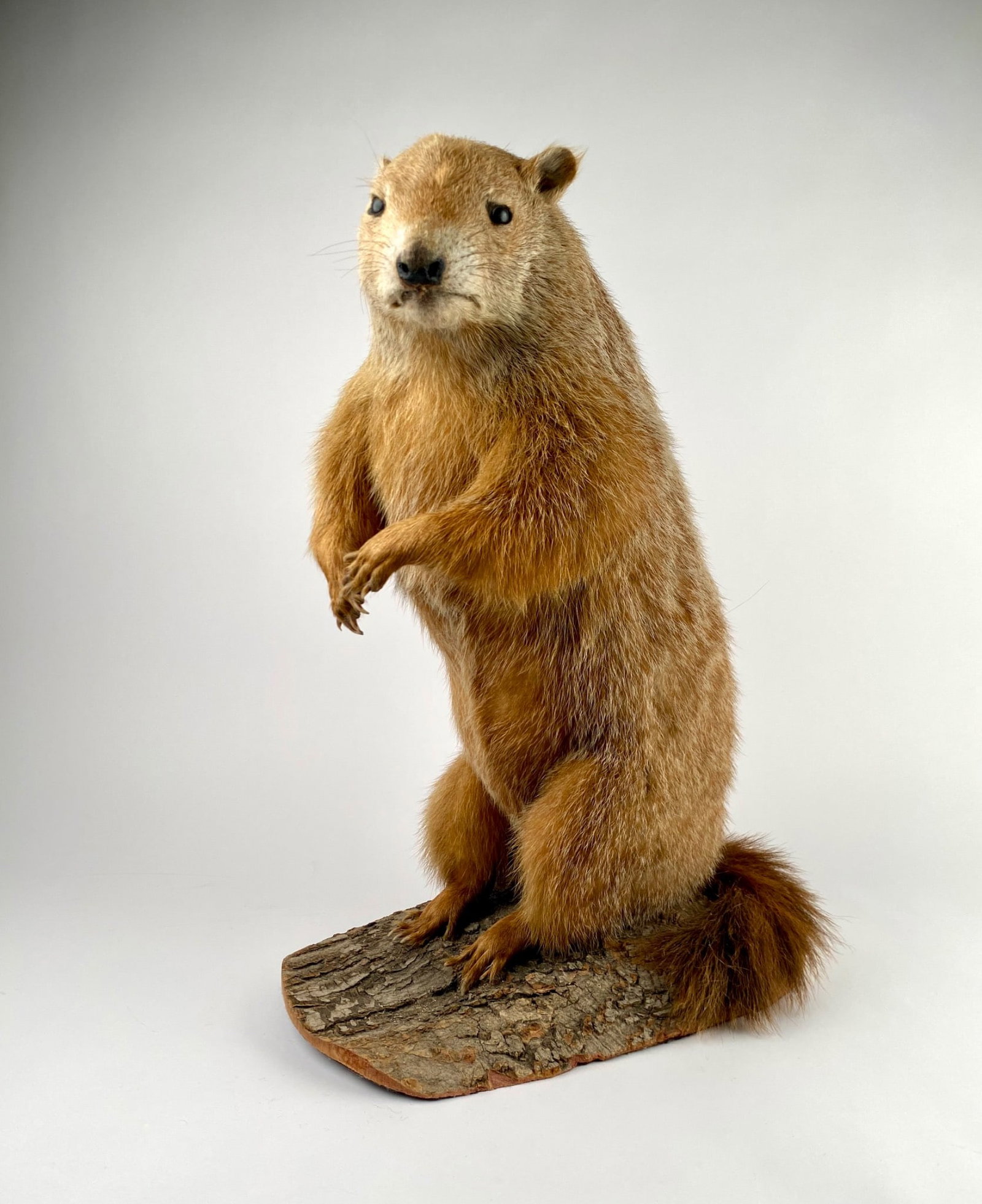 Taxidermy Groundhog Mounted on Natural Bark Base: Mounted taxidermy groundhog displayed in a natural standing pose on a bark base. The preserved specimen features realistic facial details and well-maintained fur. Mounted on what appears to be a natur