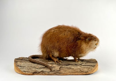 Taxidermy Muskrat Mounted on Wooden Display