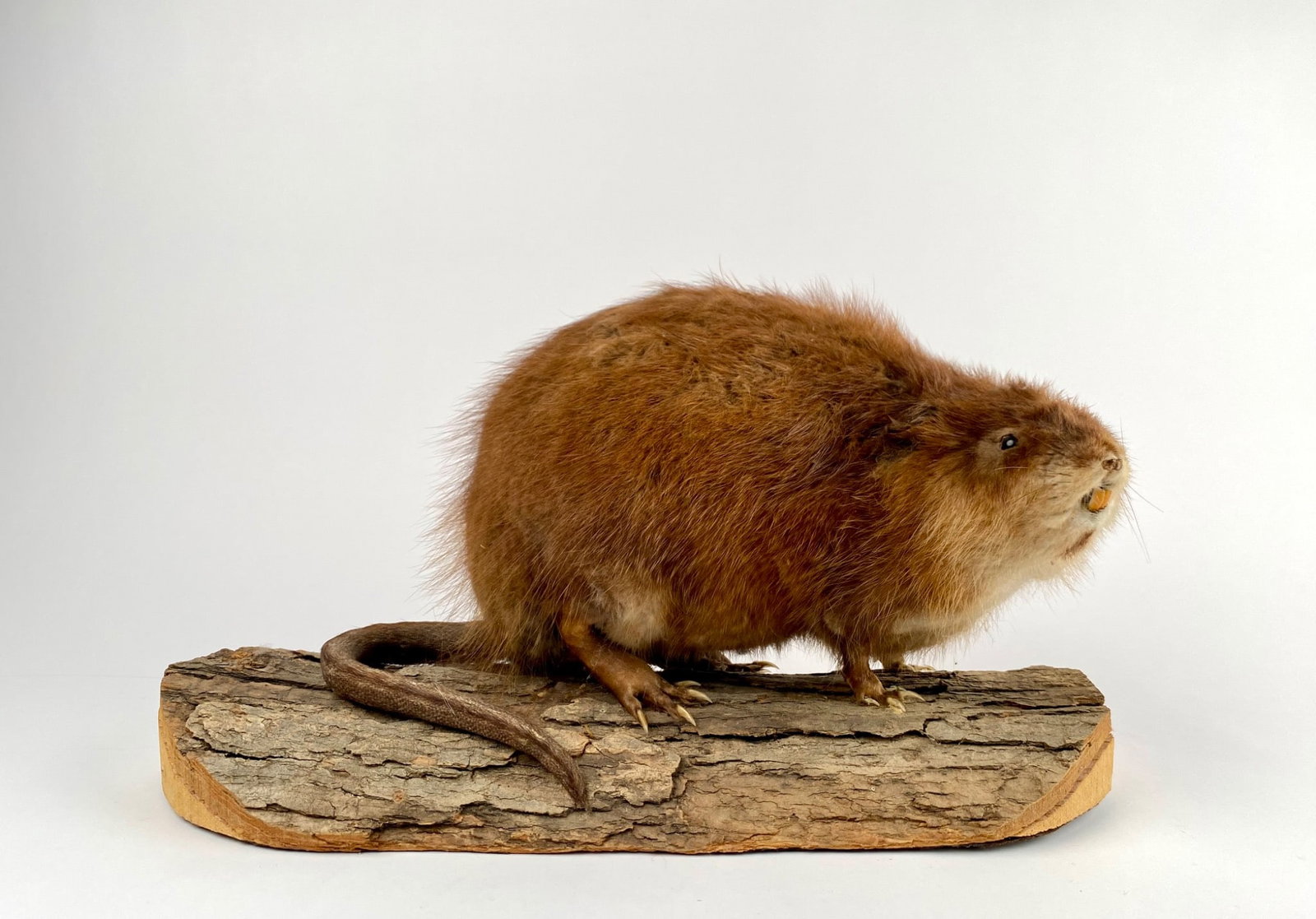Taxidermy Muskrat Mounted on Wooden Display: Taxidermy muskrat mounted on a natural wood base, with detailed craftsmanship. The muskrat features its characteristic brown fur, long tail, and preserved teeth. Displayed in an engaging stance. Muskr
