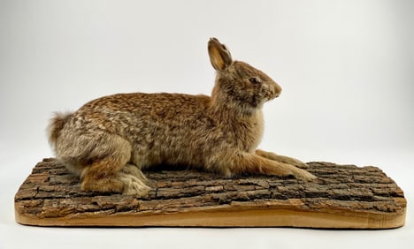 Taxidermy Rabbit Mounted on Bark Display Base